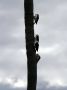 Day02 - 38 * White Woodpeckers